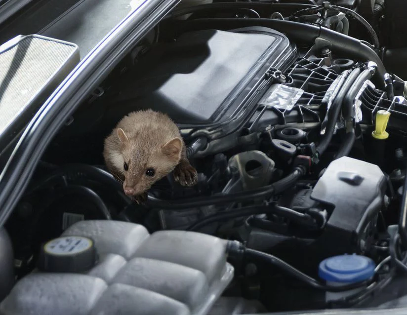 Imagen del producto 3